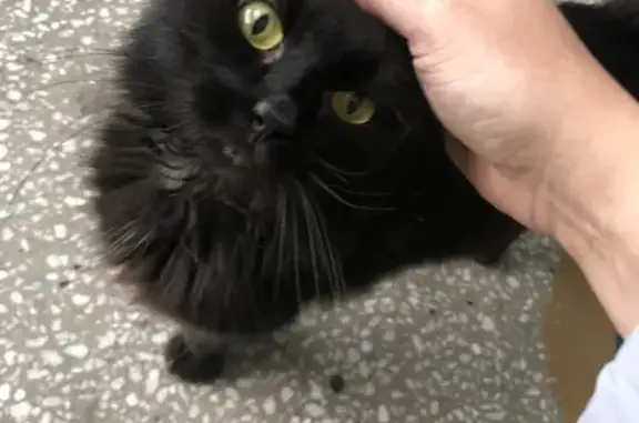 Найдена кошка, Красноярск, фото: Черный кот найден: ул. Юности, 39А