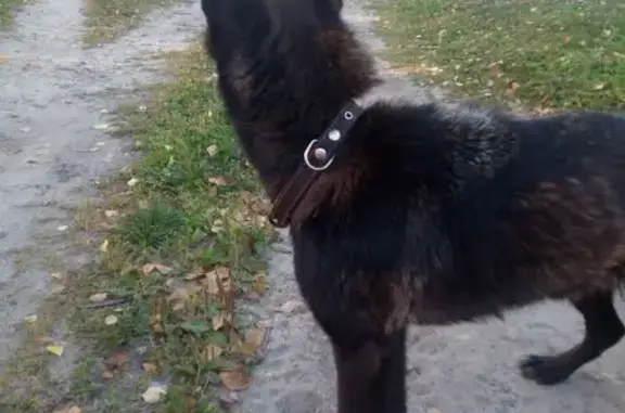 Найдена собака, Брянск, фото: Найдена собака, Вагонный пер., Брянск