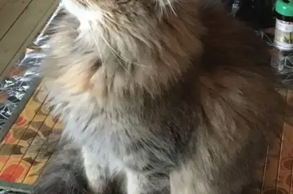 Пропала кошка в СНТ Восход, д. Софьино