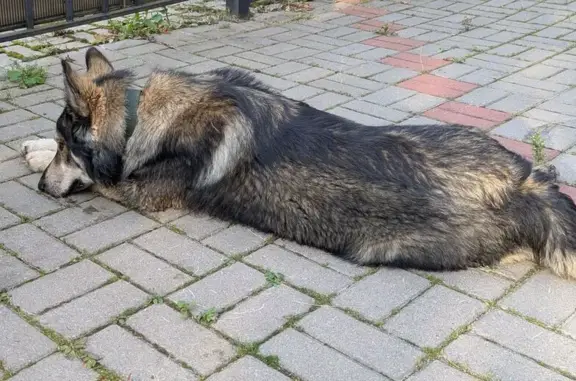 Найдена собака, Зеленогорск, фото: Собака найдена: Парковая ул. 6, Зеленогорск