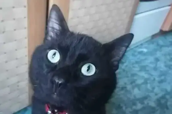 Пропала кошка, Всеволожск, ул. Магистральная