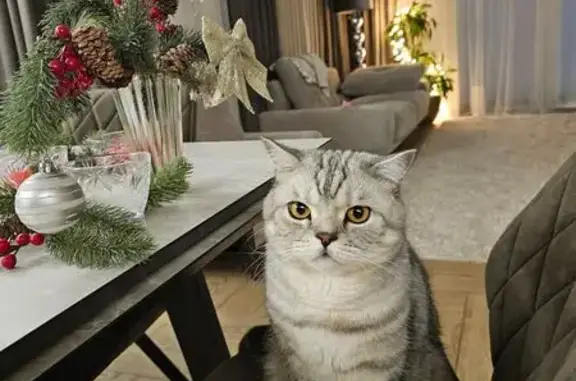 Кошки потеряшки, Ижевск, фото: Потеряшка кошка, ул. Ярушки, 32, Ижевск