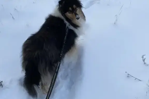 Пропала собака, Колли, ул. Евграфова