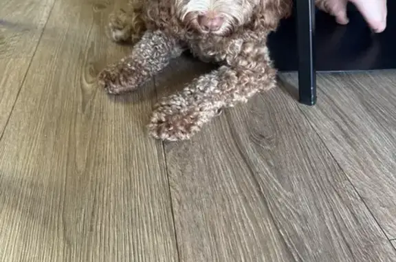 Найдена собака, 50 Лет Победы-2 Снт, фото: Собака найдена: Бульварная, 5