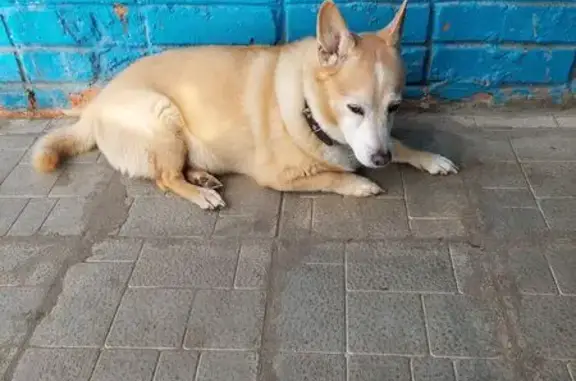 Найдена собака, пр. Тракторостроителей 63/21