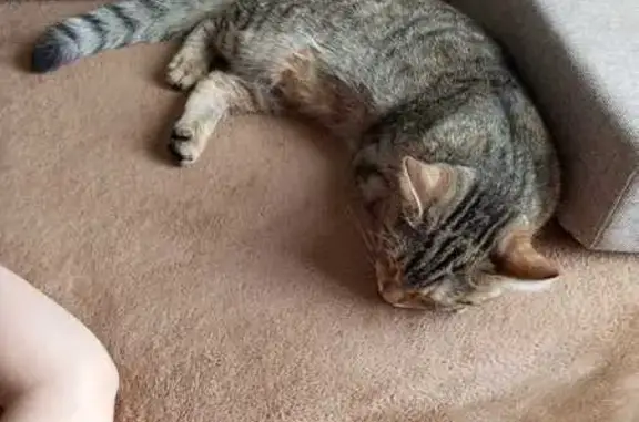 Кошки потеряшки, Санкт-Петербург, фото: Потеряшка кошка, пр. Ветеранов, СПб