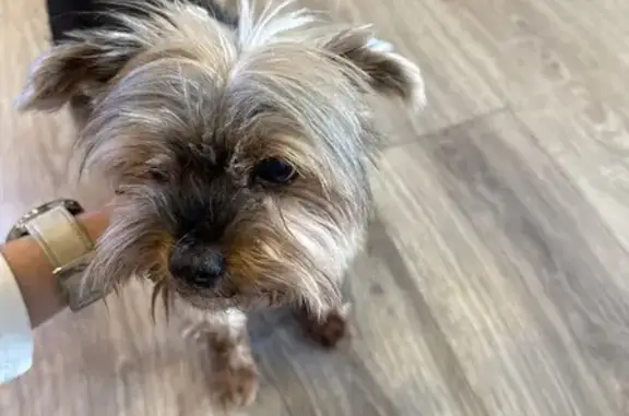 Собака найдена: девочка, ошейник, 6А