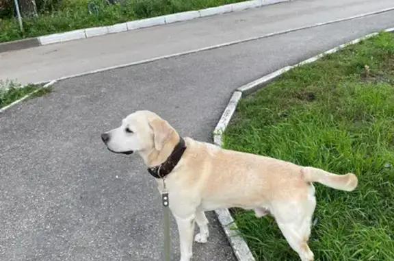 Пропала собака, Кузоватовская 19, Ульяновск