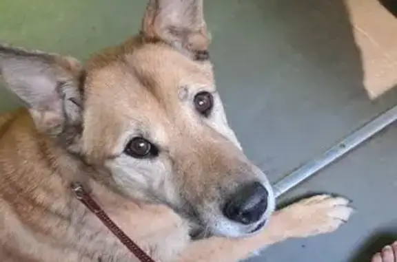 Собаки потеряшки, Санкт-Петербург, фото: Потеряшка собака на 6-й линии В.О., СПб