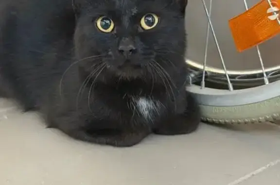 Найдена кошка, Волгоград, фото: Кошка найдена у дома на ул. Р. Гамзатова