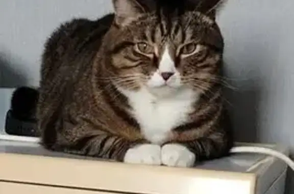 Пропала кошка, ул. Свободы 16, Березники