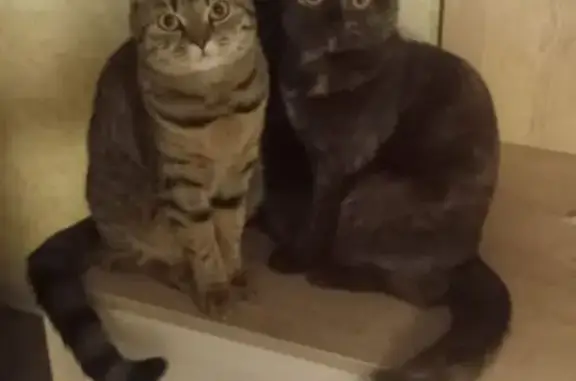 Кошки потеряшки, Мелеуз, фото: Потеряшка кошка, ул. Кирова, Мелеуз