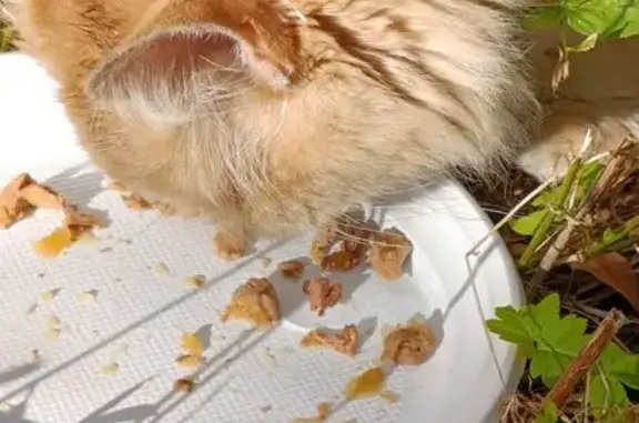 Найдена кошка, Москва, фото: Кошка найдена: ул. Вершинина, 10, Москва