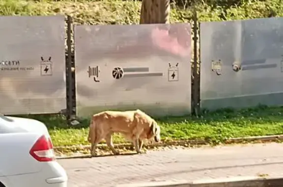 Собака у бульвара Любы Новосёловой, Одинцово