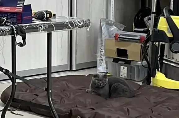 Пропала кошка, 1-я Луговая, Новый Уренгой