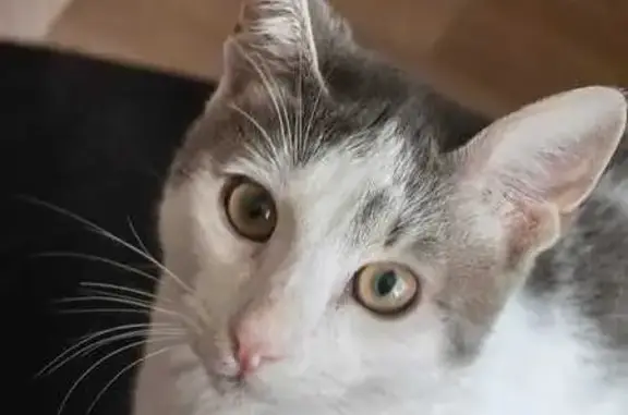 Кошки потеряшки, Жуков, фото: Потеряшка кошка, ул. Ленина 28, Жуков