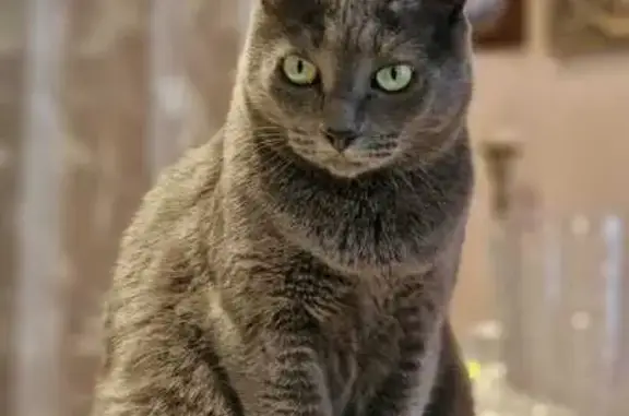 Кошки потеряшки, Воронеж, фото: Потеряшка кошка, ул. Шишкова, Воронеж