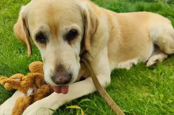 Найдена собака, Верх-Тулинский сельсовет, фото: Собака найдена: Академическая ул., Верх-Тула