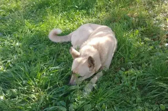 Найдена собака, Горенский б-р, 1А, Балашиха