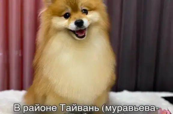 Пропала собака, ул. Муравьёва-Амурского 17