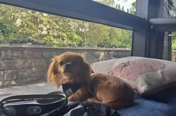 Собаки потеряшки, Сочи, фото: Потеряшка собака, ул. Октября, 28, Сочи