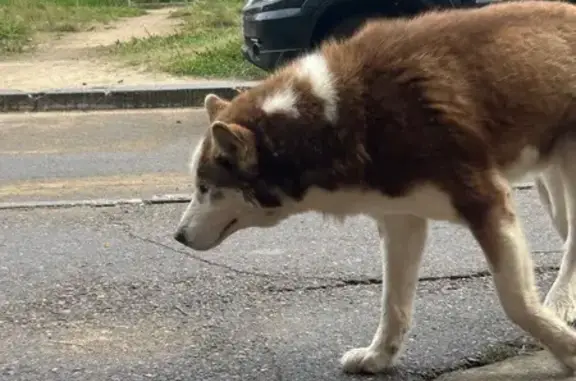 Найдена собака хаски, Чита, ул. 58А