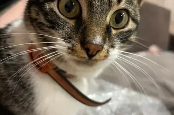 Пропала кошка, ул. П. Алексеева, 22/72