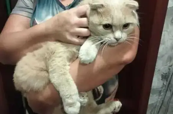 Найдена кошка, Бийск, фото: Ласковая кошка найдена: ул. Льнокомбинат, Бийск