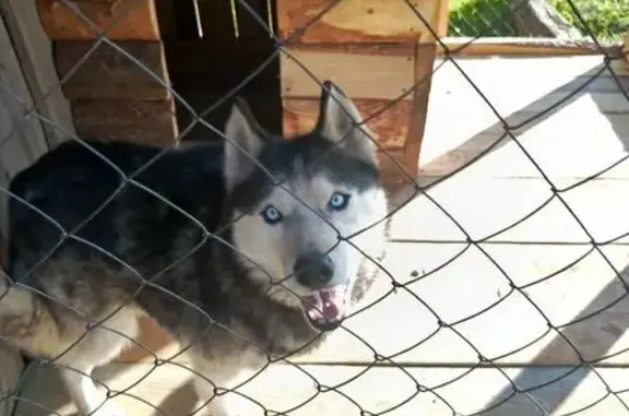 Собаки потеряшки, , фото: Потеряшка собака, ул. Интернационалистов, 29