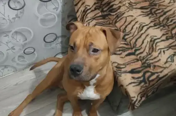 Собаки потеряшки, Топки, фото: Потеряшка собака Тайсон, 17, Топки