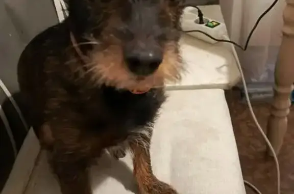 Пропала собака, Северная ул. 8, Северская