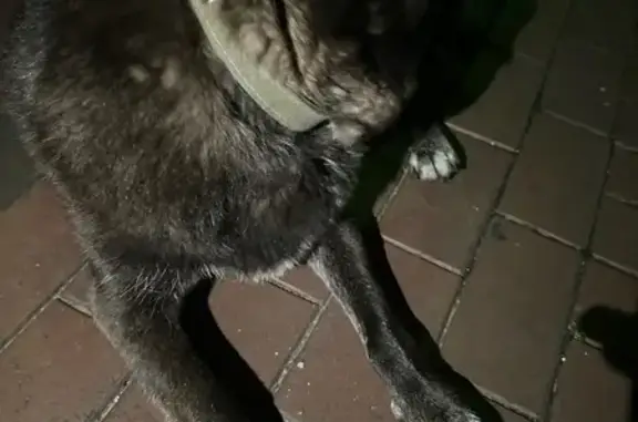 Найдена собака, Калининград, фото: Собака найдена: Лёни Голикова, Калининград