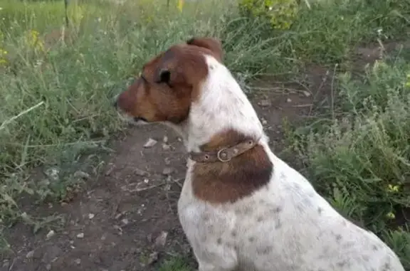 Пропала собака, Садовая ул. 18, Аликоновка