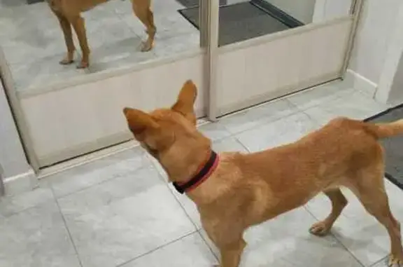 Собака найдена: ул. 9 Января, 233/17, Воронеж