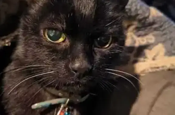 Кошки потеряшки, Ленинградская область, фото: Потеряшка кошка в Ларионовском СП