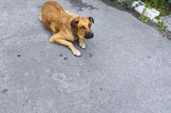 Собака найдена на Каче, Волгоград