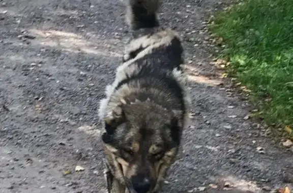 Найдена собака, Московская область, фото: Собака найдена: д. Качаброво, п. Заречный