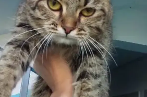 Найдена кошка, Кохма, фото: Кошка найдена: Машиностроительная 8, Кохма