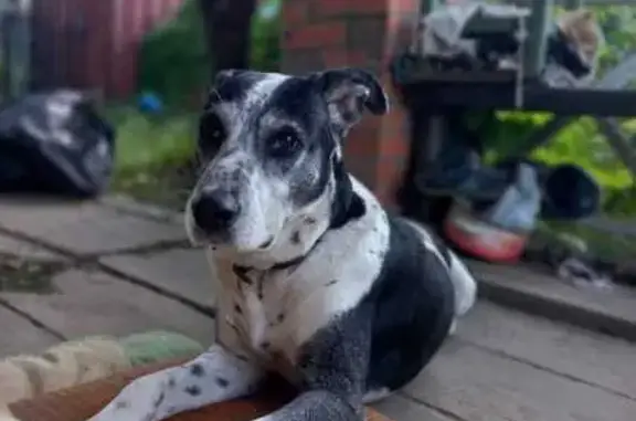 Пёс найден на Школьной ул., Ракитное