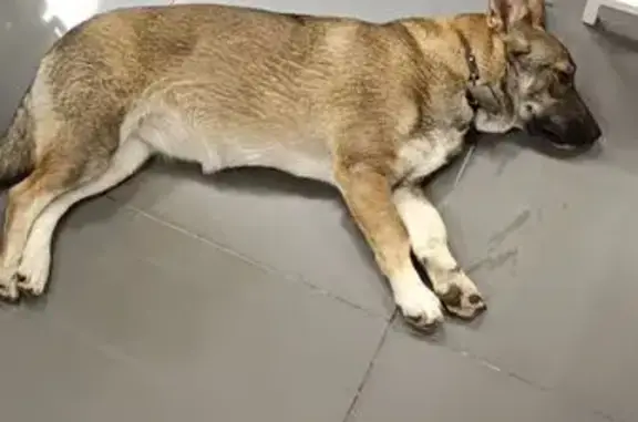 Найдена собака, Екатеринбург, фото: Собака найдена: Переходный пер., 9, Екб