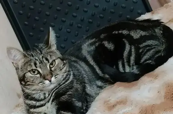 Кошки потеряшки, Мариуполь, фото: Потеряшка кошка, пр. Ленина 99, Мариуполь