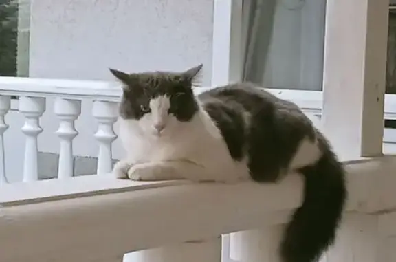 Пропал кот, Николаевка, Центральная 2/14