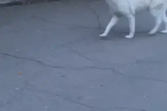 Собака найдена: Амурский б-р, 36, Хабаровск