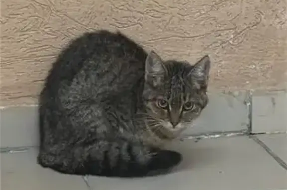 Найдена кошка, Засечное, фото: Кошка ранена, Светлая 11, Засечное