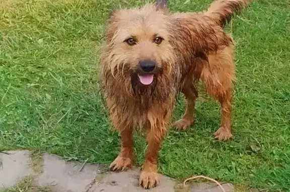 Найдена собака, МО, метис терьер