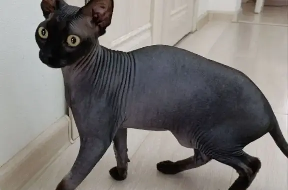 Найдена кошка, Астрахань, фото: Кот найден на ул. Куликова, 23, Астрахань