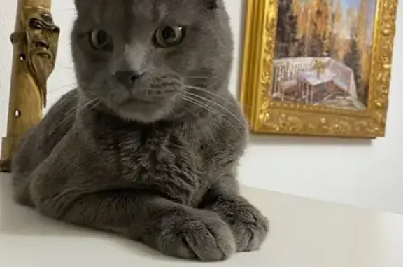 Кошки потеряшки, Ленинградская область, фото: Потеряшка кошка, Ленобласть, серый кот