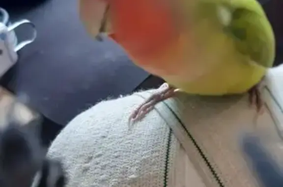 Пропала птица, Тарусская ул., 4, Москва