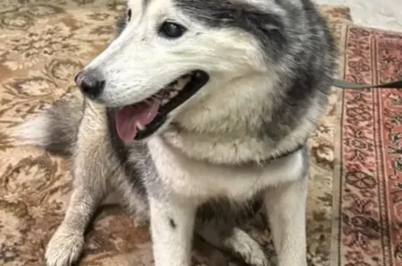 Найдена собака, ул. Дзержинского, 93А