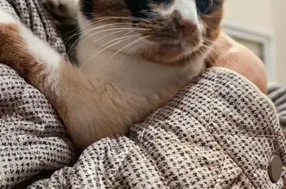 Кошка найдена: Чертановская ул., 9 к3